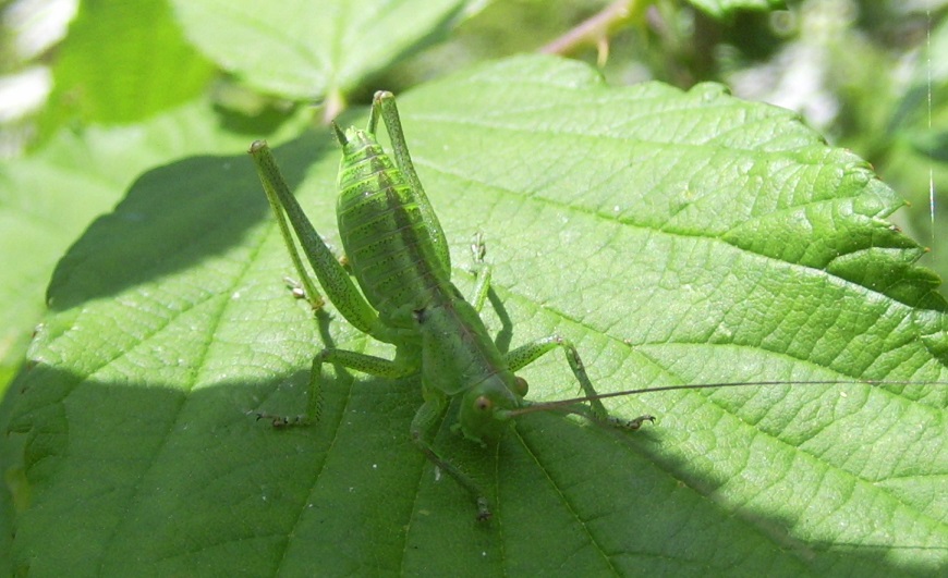 Tettigonide da ID